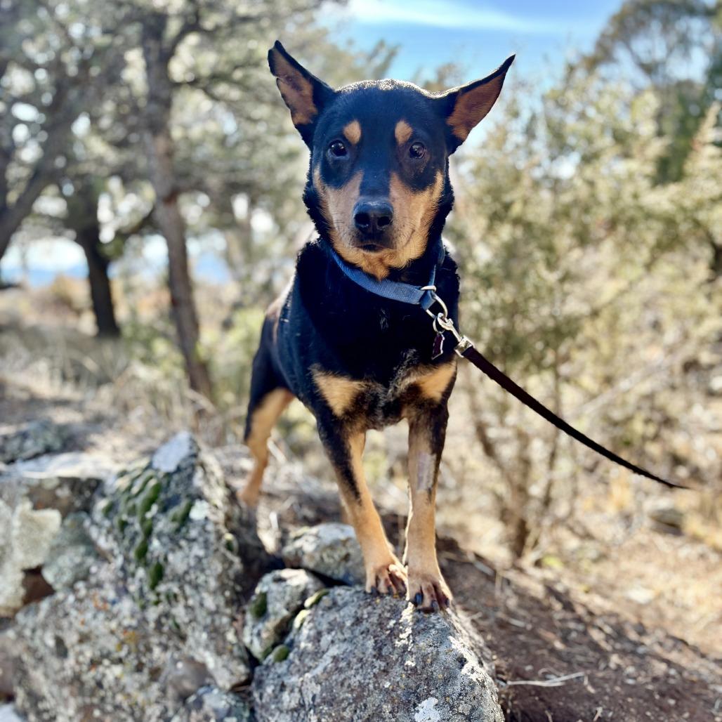 Charlie, Adoptable, Adult Male Australian Kelpie.
