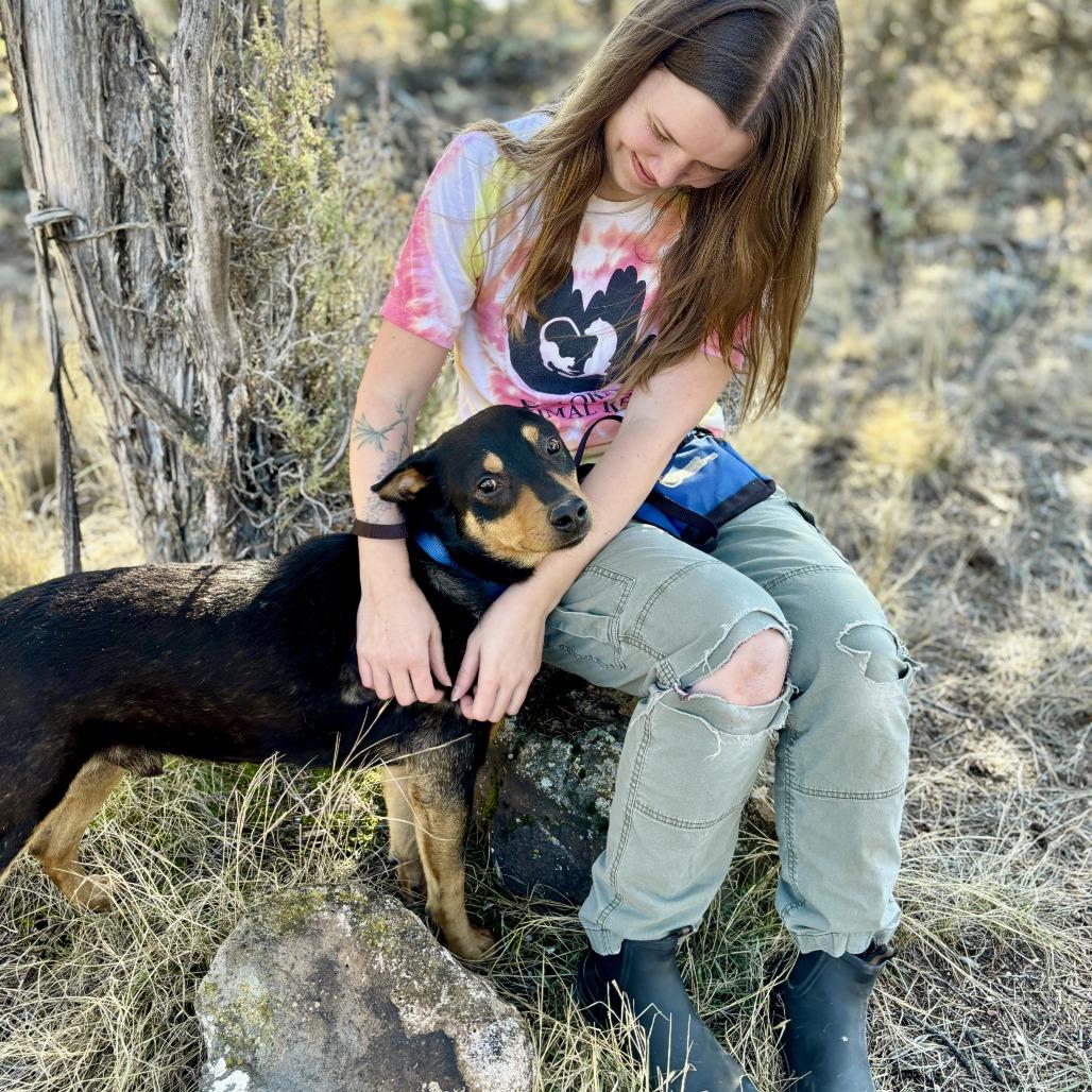 Enlarge Charlie, a Adoptable Australian Kelpie in Glenwood Springs, CO image 2/6