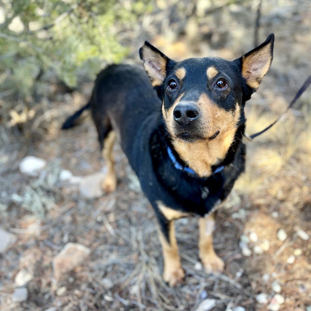 Enlarge Charlie, a Adoptable Australian Kelpie in Glenwood Springs, CO image 3/6