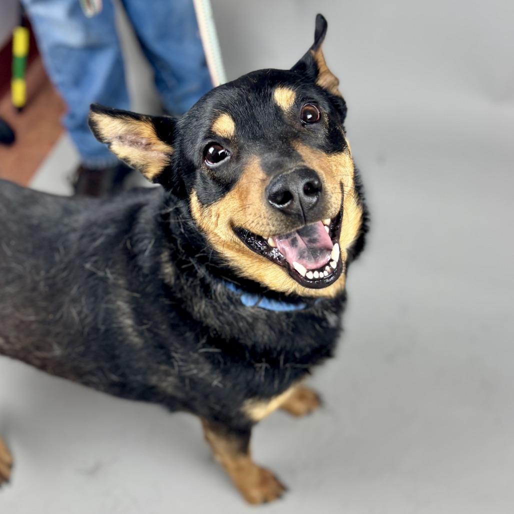 Enlarge Charlie, a Adoptable Australian Kelpie in Glenwood Springs, CO image 4/6
