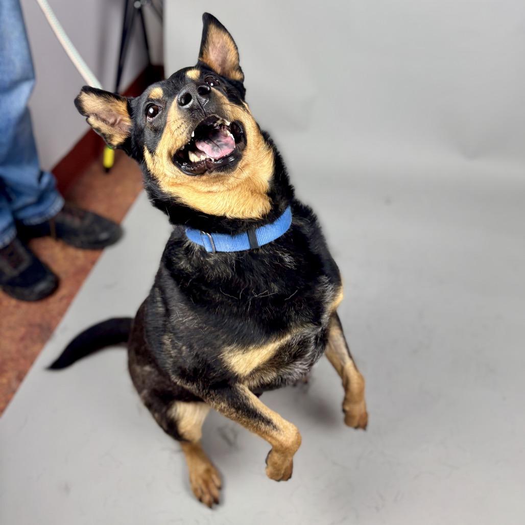 Enlarge Charlie, a Adoptable Australian Kelpie in Glenwood Springs, CO image 5/6