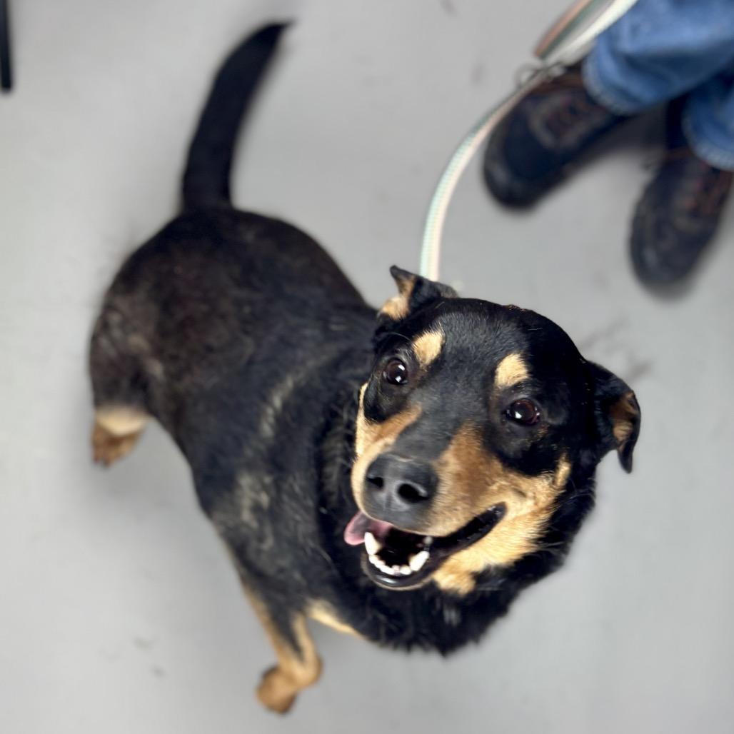 Enlarge Charlie, a Adoptable Australian Kelpie in Glenwood Springs, CO image 6/6
