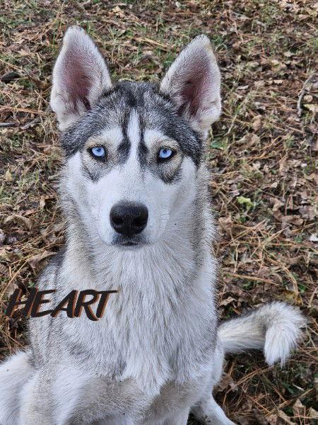 Tilly, Adoptable, Young Female Siberian Husky.