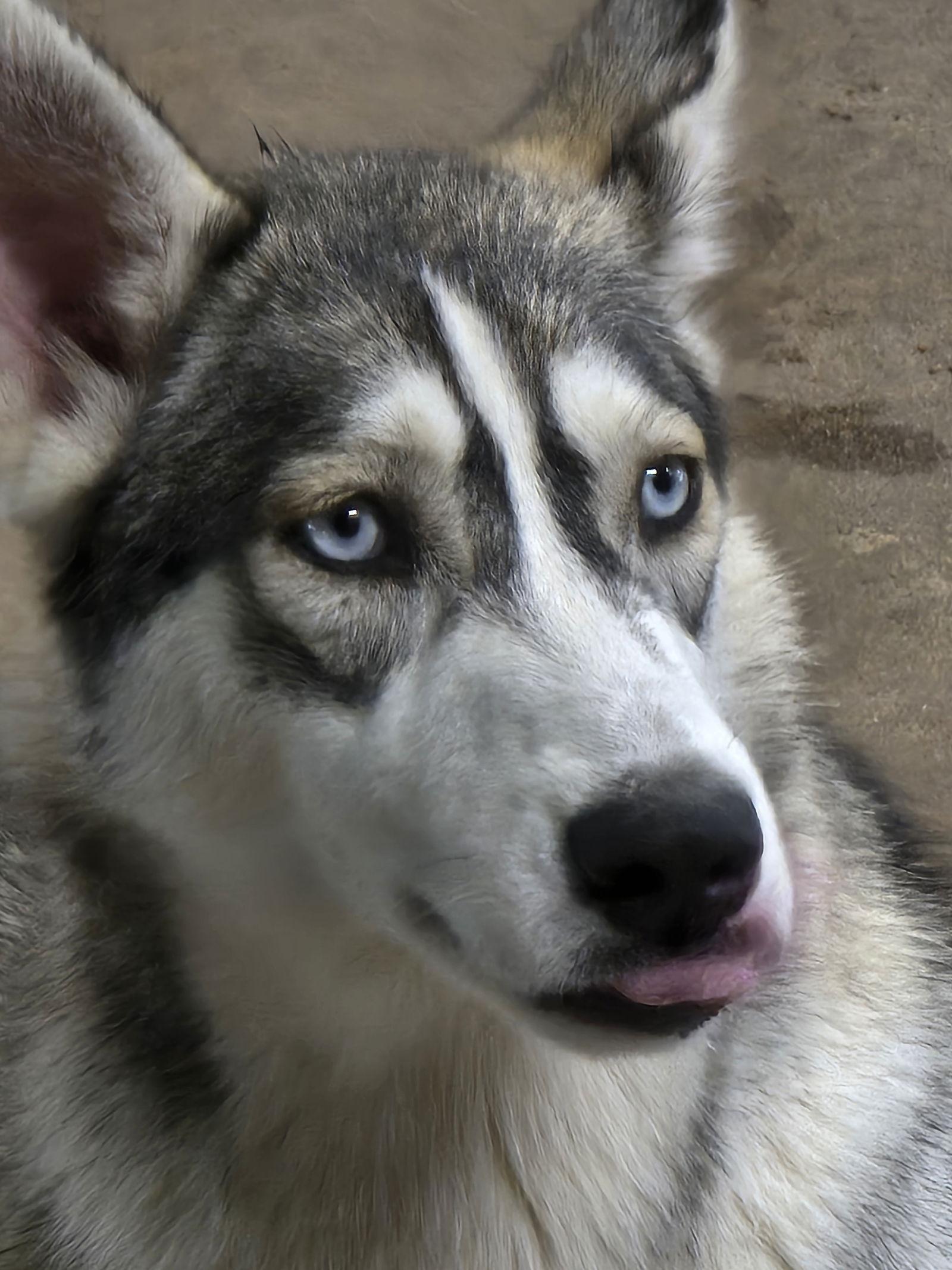 Tilly, a Adoptable Siberian Husky in Millersville, MD image 2/3