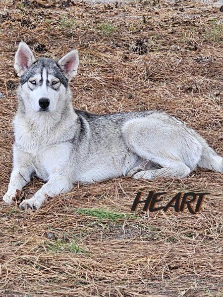 Tilly, a Adoptable Siberian Husky in Millersville, MD image 3/3