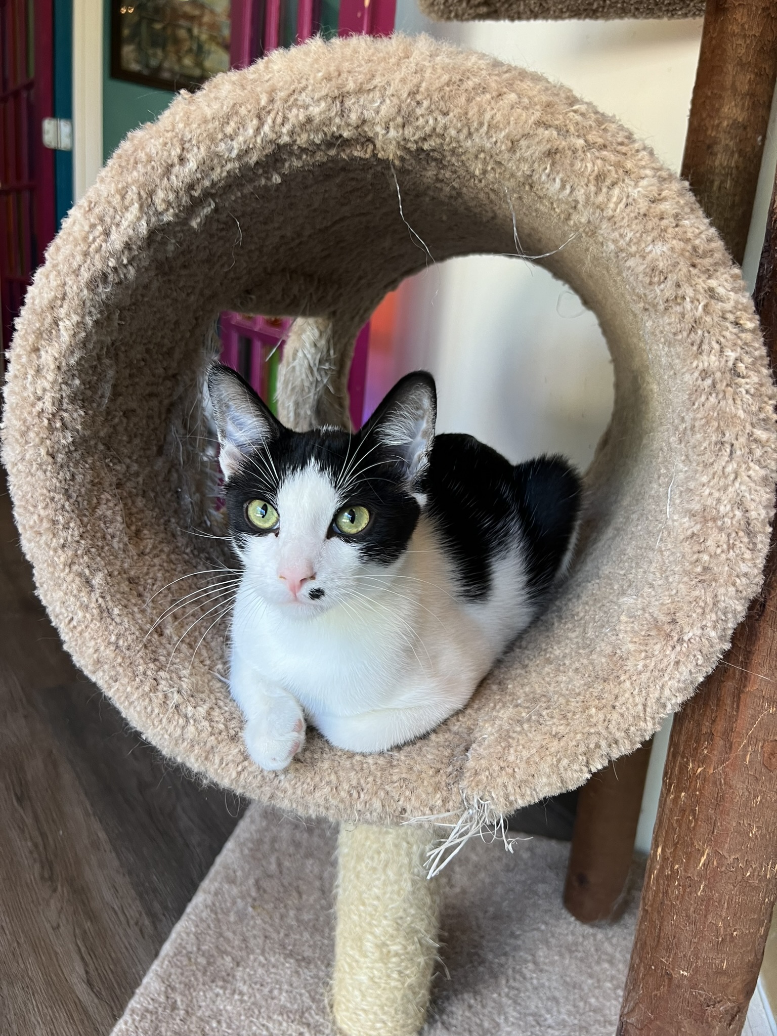 Enlarge APPLEJACK, a Adoptable Domestic Short Hair in Flint, TX image 1/2