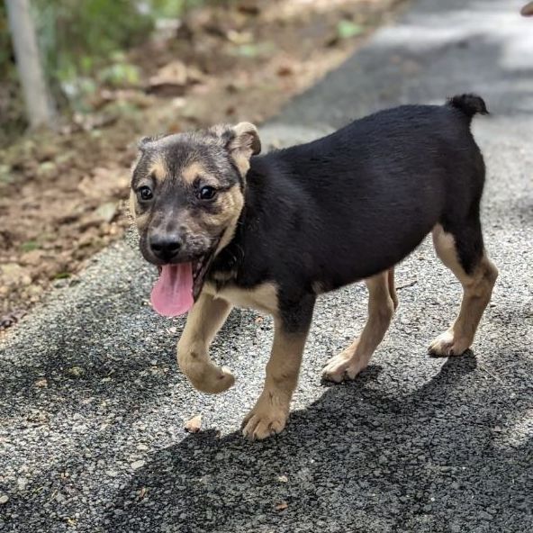 Enlarge FIFI - Volunteer favorite!, a Adoptable mixed breed image 8/12