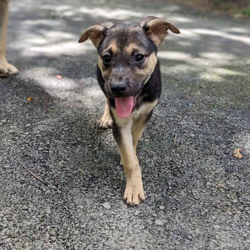 Enlarge FIFI - Volunteer favorite!, a Adoptable mixed breed image 9/12