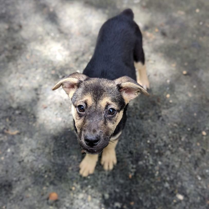 FIFI - Volunteer favorite!, a Adoptable mixed breed image 1/12