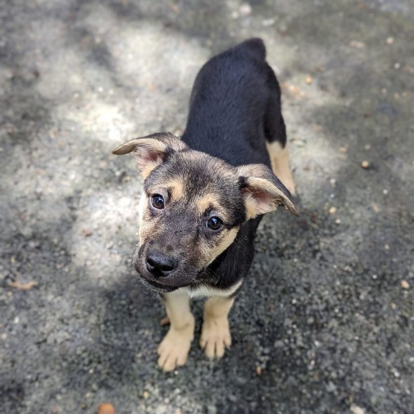 Enlarge FIFI - Volunteer favorite!, a Adoptable mixed breed image 10/12