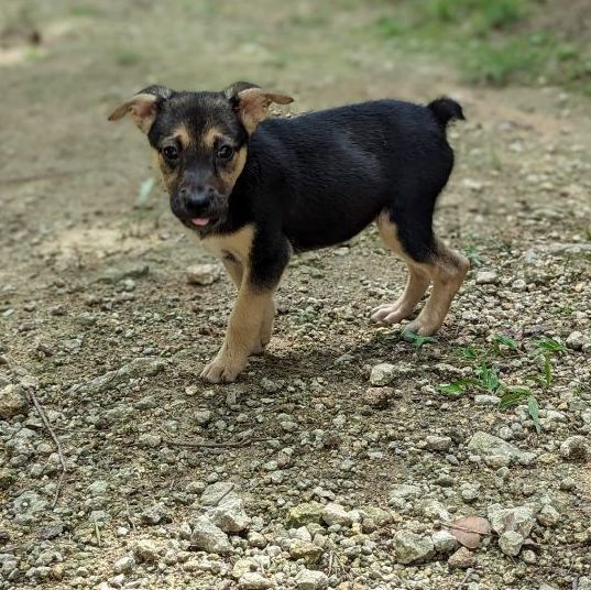 Enlarge FIFI - Volunteer favorite!, a Adoptable mixed breed image 11/12