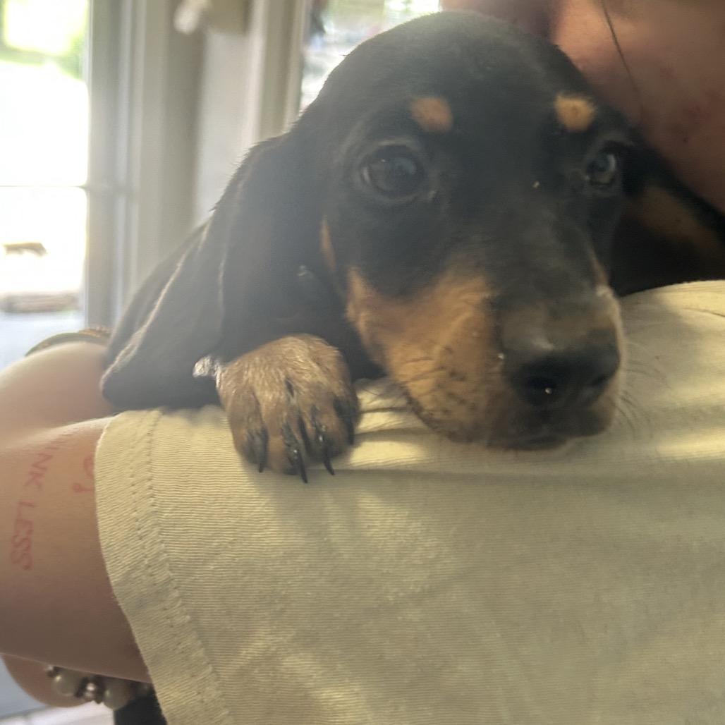 Enlarge Topanga, a Adoptable mixed breed in Starkville, MS image 1/1