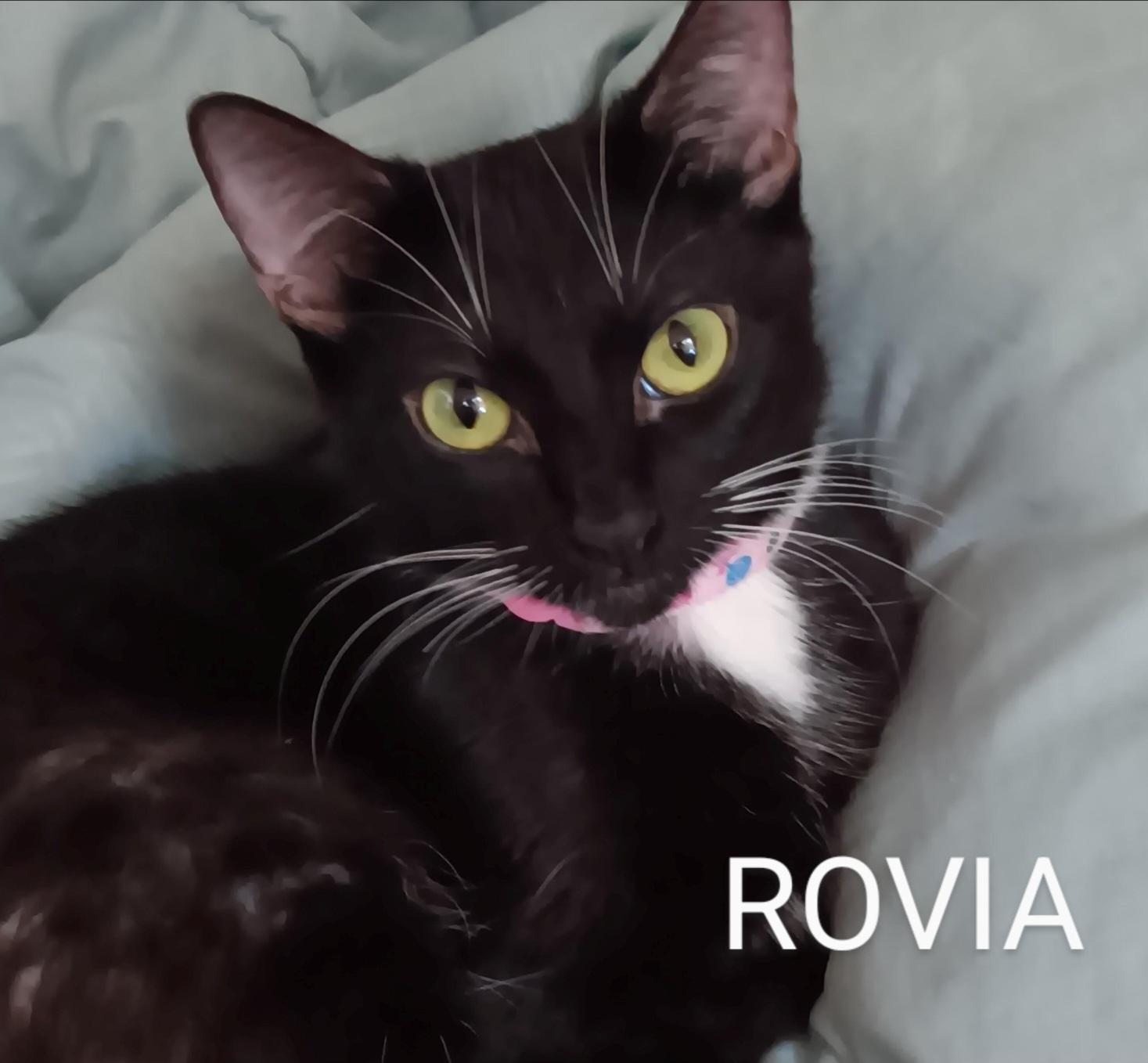 Enlarge Rovia, a ADOPTABLE Domestic Short Hair in Redondo Beach, CA image 1/1