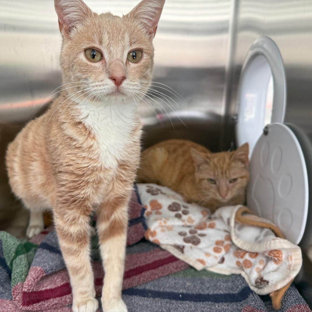 Max, Adoptable, Young Male Domestic Short Hair.