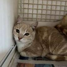 Enlarge Max, a Adoptable Domestic Short Hair in New Fairfield, CT image 2/6