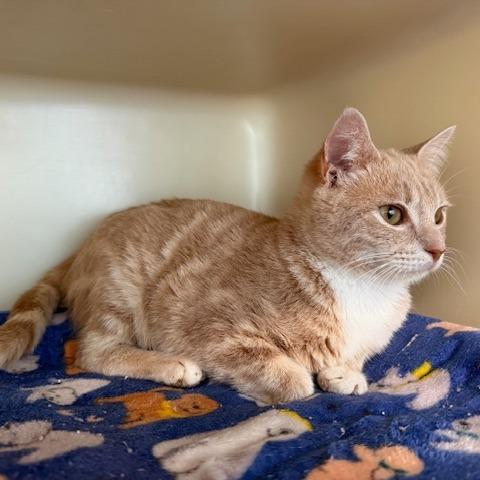 Enlarge Max, a Adoptable Domestic Short Hair in New Fairfield, CT image 4/6