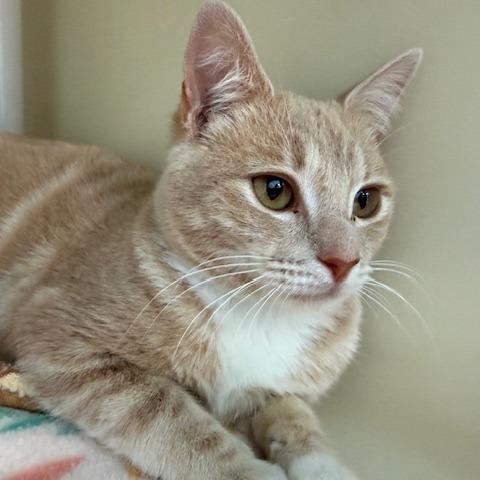 Enlarge Max, a Adoptable Domestic Short Hair in New Fairfield, CT image 5/6