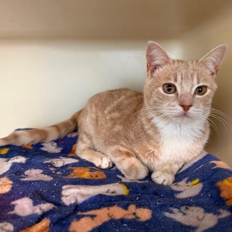 Enlarge Max, a Adoptable Domestic Short Hair in New Fairfield, CT image 6/6