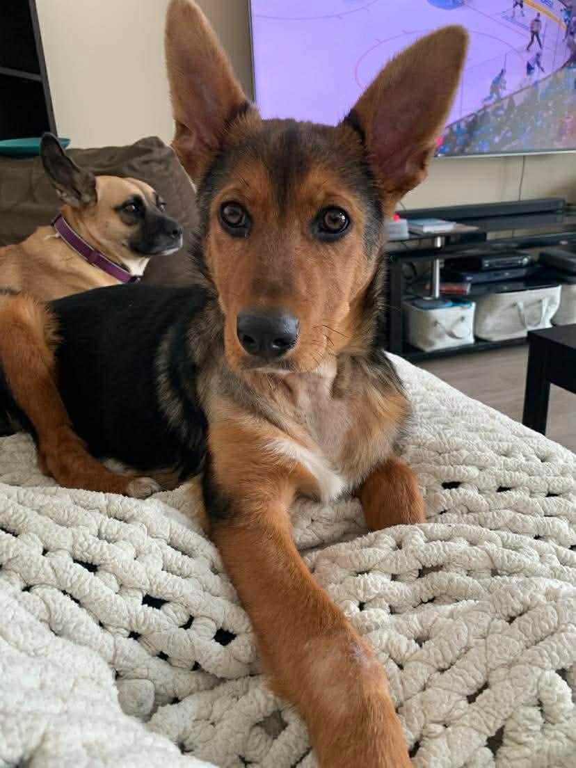 Enlarge Pailey, a ADOPTABLE mixed breed in Winnipeg, MB image 6/6