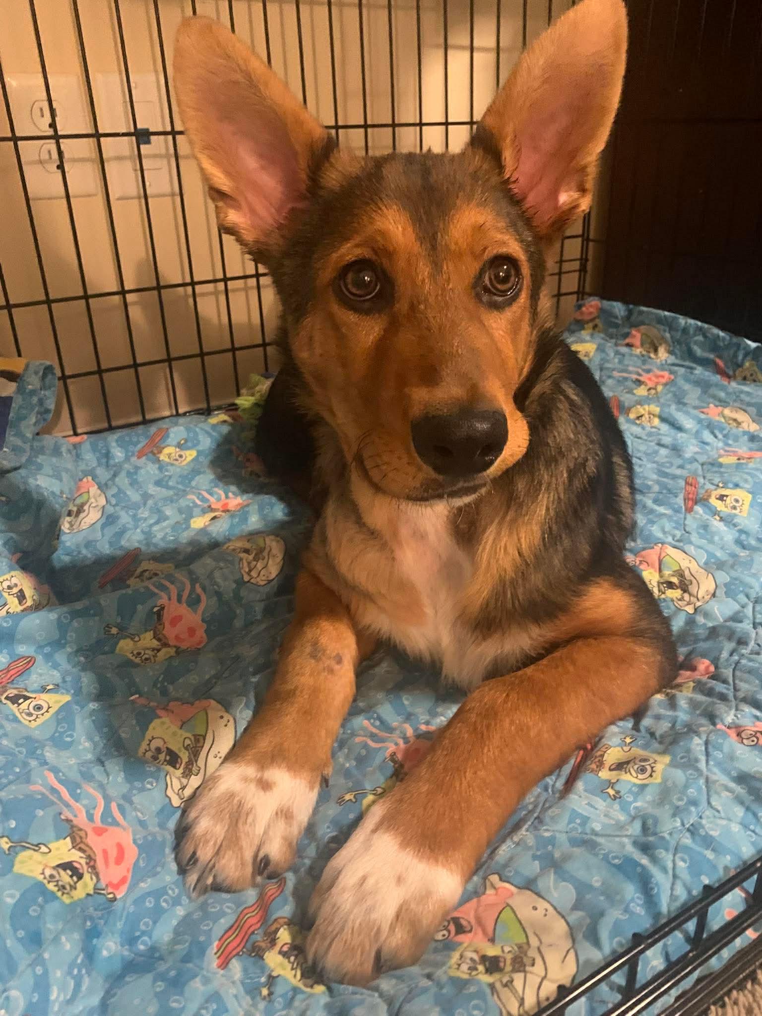 Enlarge Pailey, a ADOPTABLE mixed breed in Winnipeg, MB image 5/6