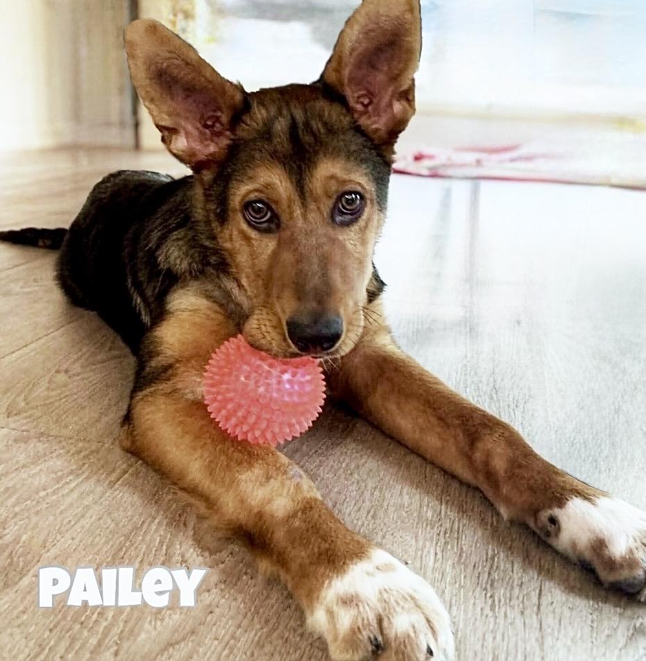 Enlarge Pailey, a ADOPTABLE mixed breed in Winnipeg, MB image 1/6