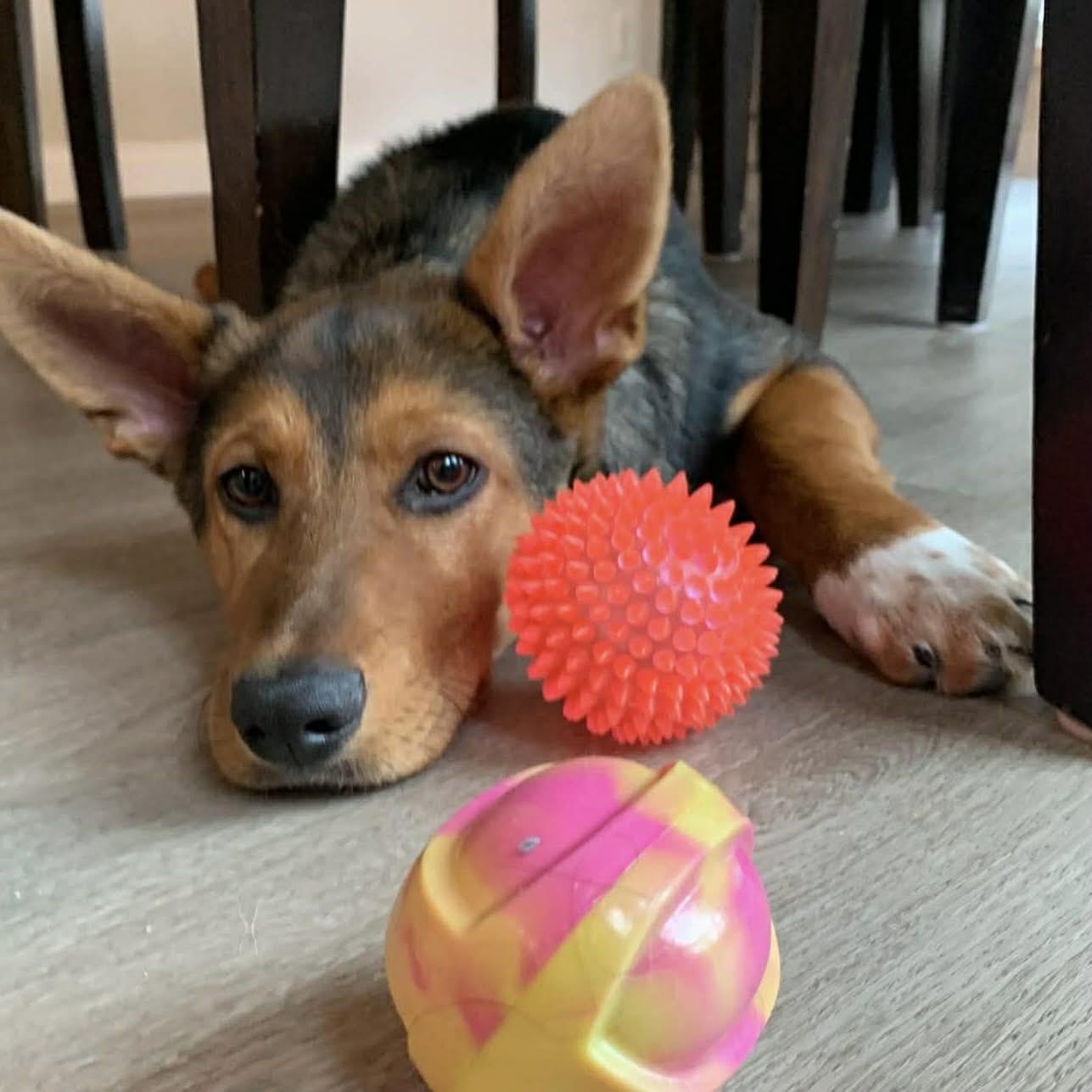 Enlarge Pailey, a ADOPTABLE mixed breed in Winnipeg, MB image 3/6