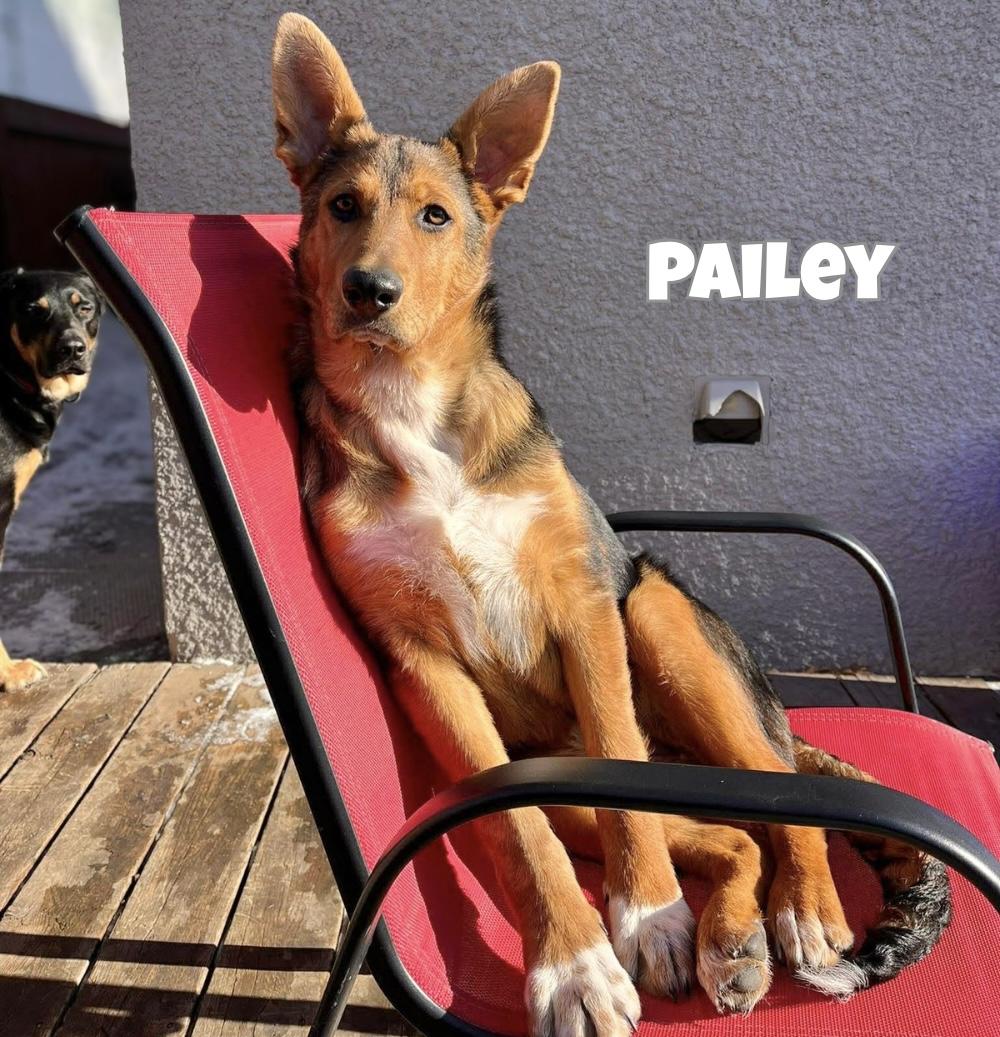 Enlarge Pailey, a ADOPTABLE mixed breed in Winnipeg, MB image 2/6