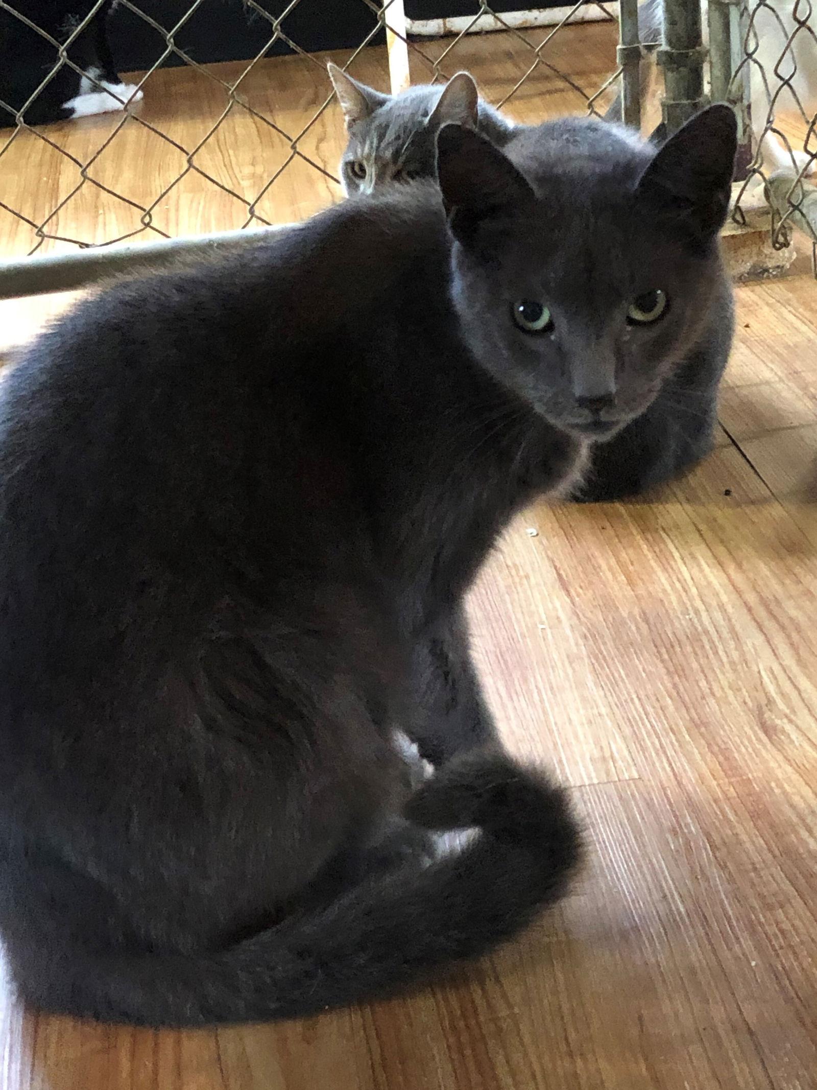 Flash, Adoptable, Adult Female Russian Blue & Domestic Short Hair.