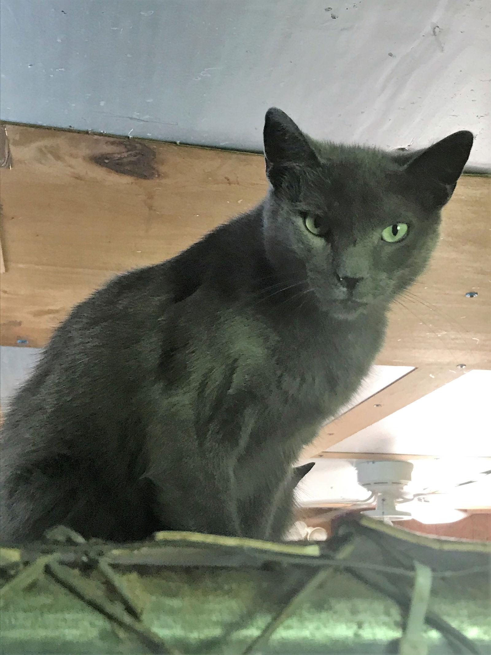 Flash, a Adoptable mixed breed in Apollo, PA image 2/6