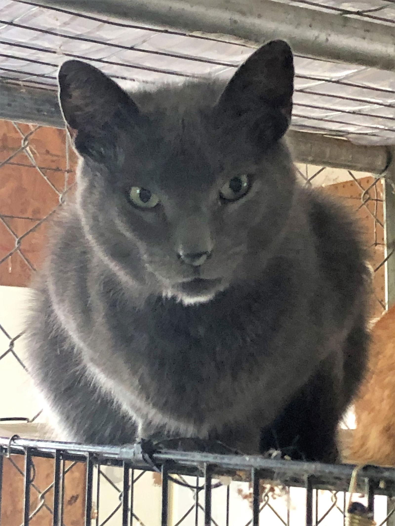 Flash, a Adoptable mixed breed in Apollo, PA image 3/6