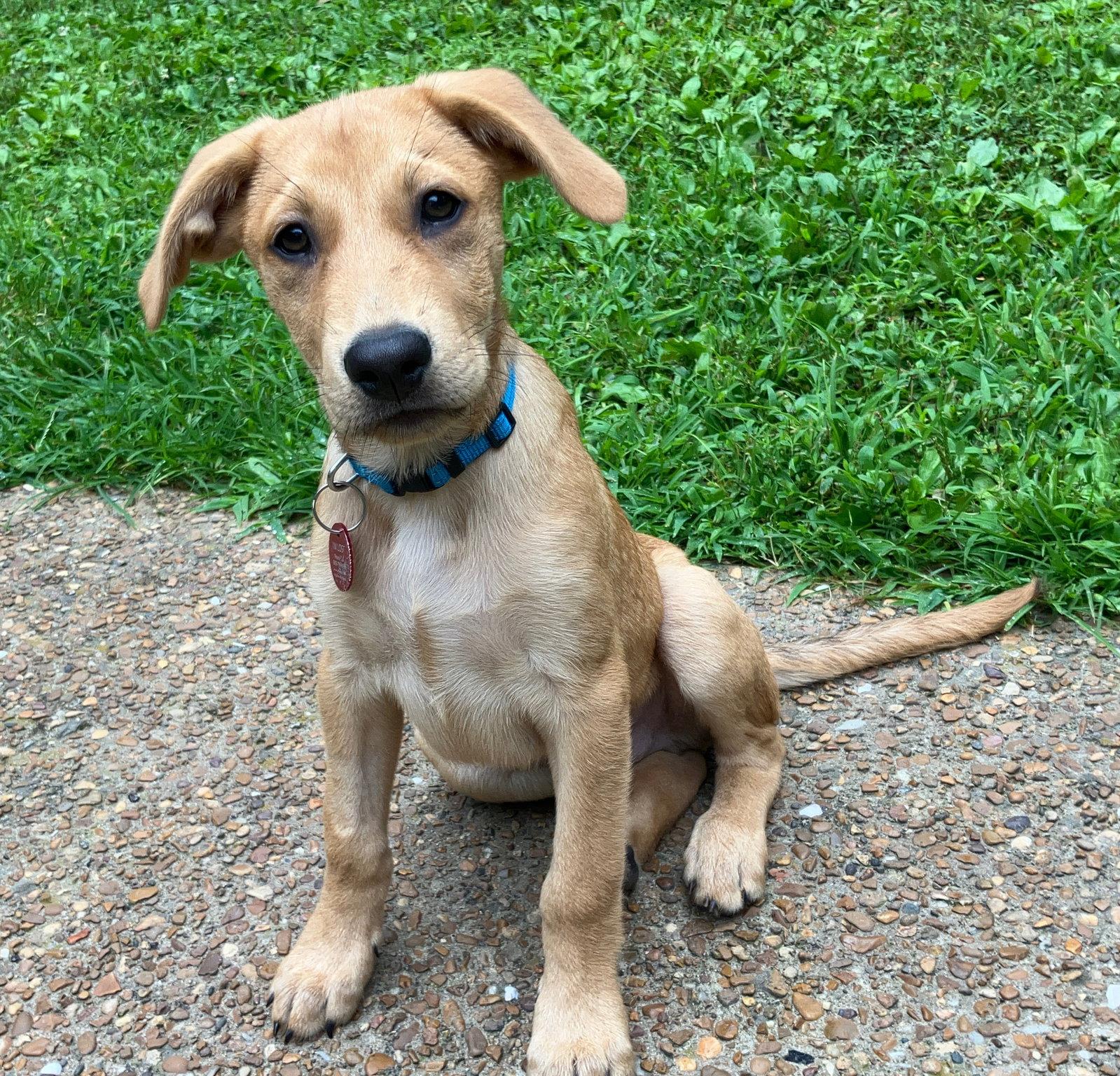 Jack, a Adopted Labrador Retriever in Nashville, TN image 1/3