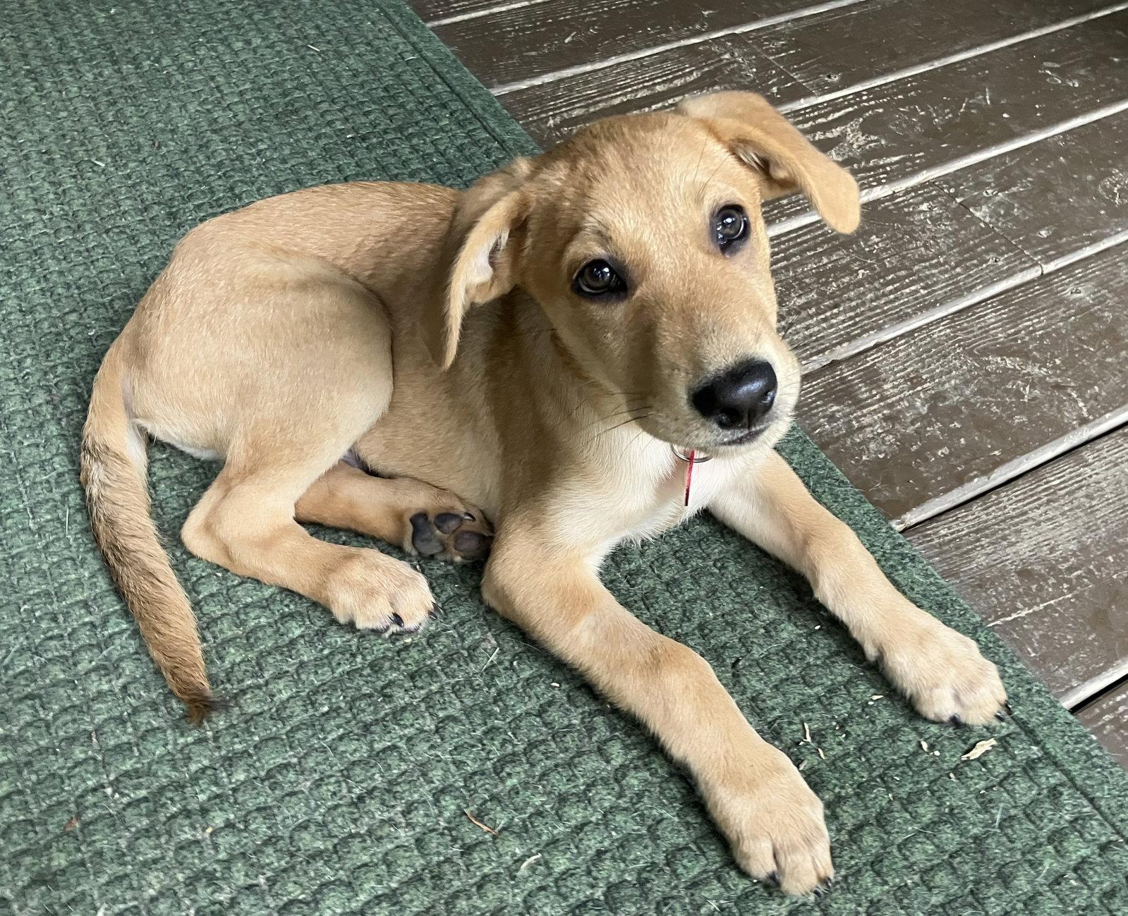 Jack, a Adopted Labrador Retriever in Nashville, TN image 2/3
