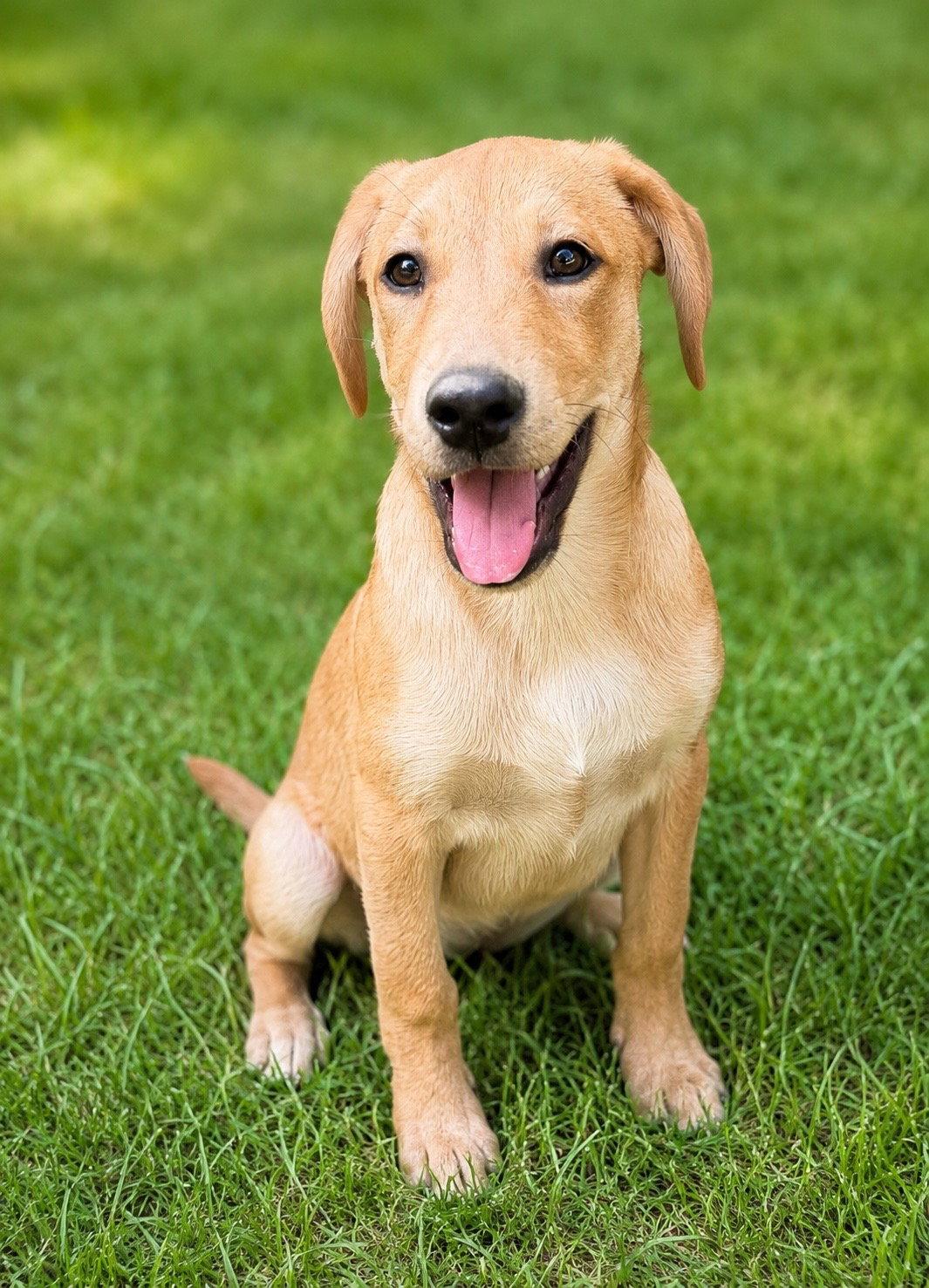 Jack, a Adopted Labrador Retriever in Nashville, TN image 3/3