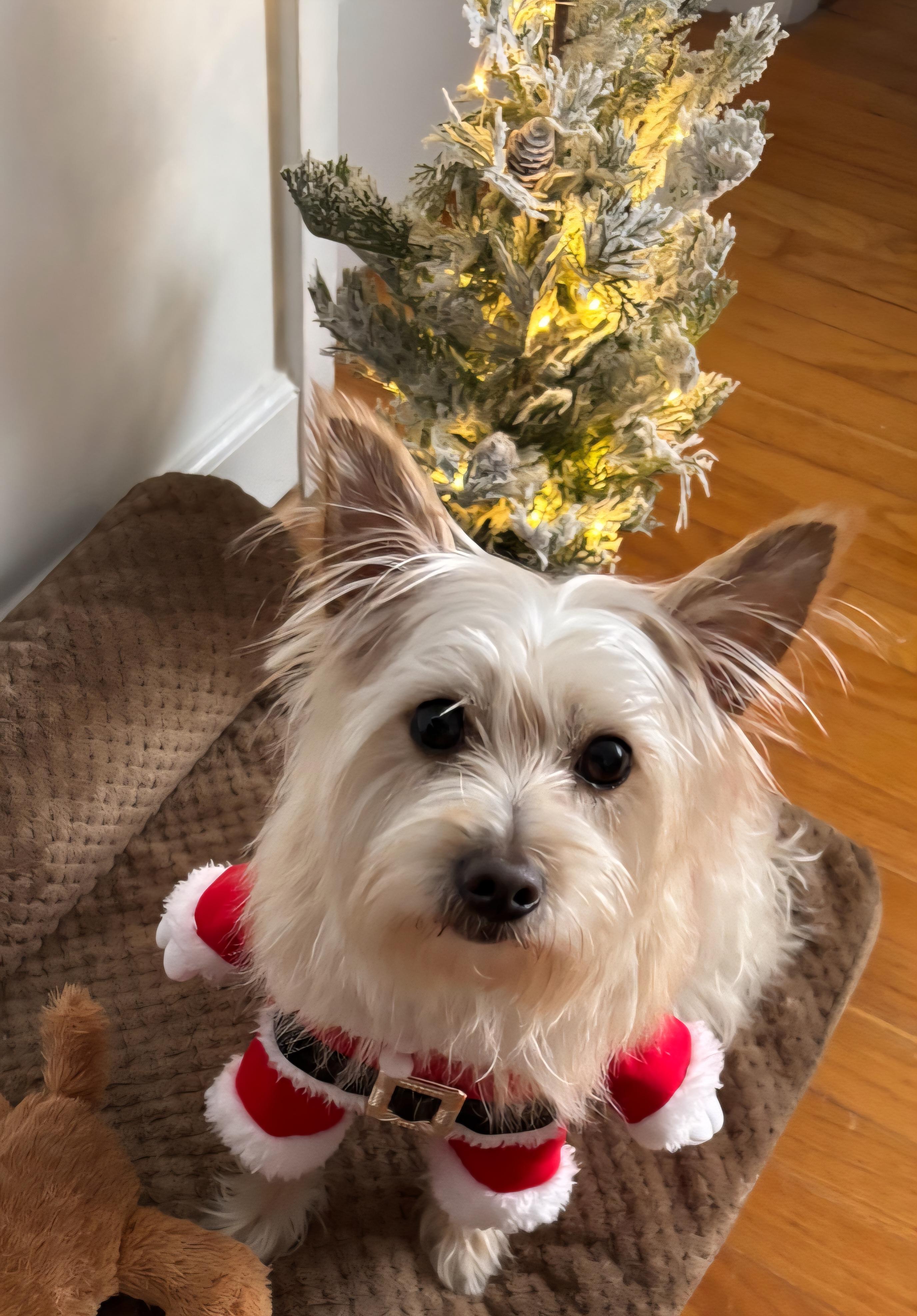 Enlarge Chip, a Adoptable mixed breed in Greensboro, NC image 1/6