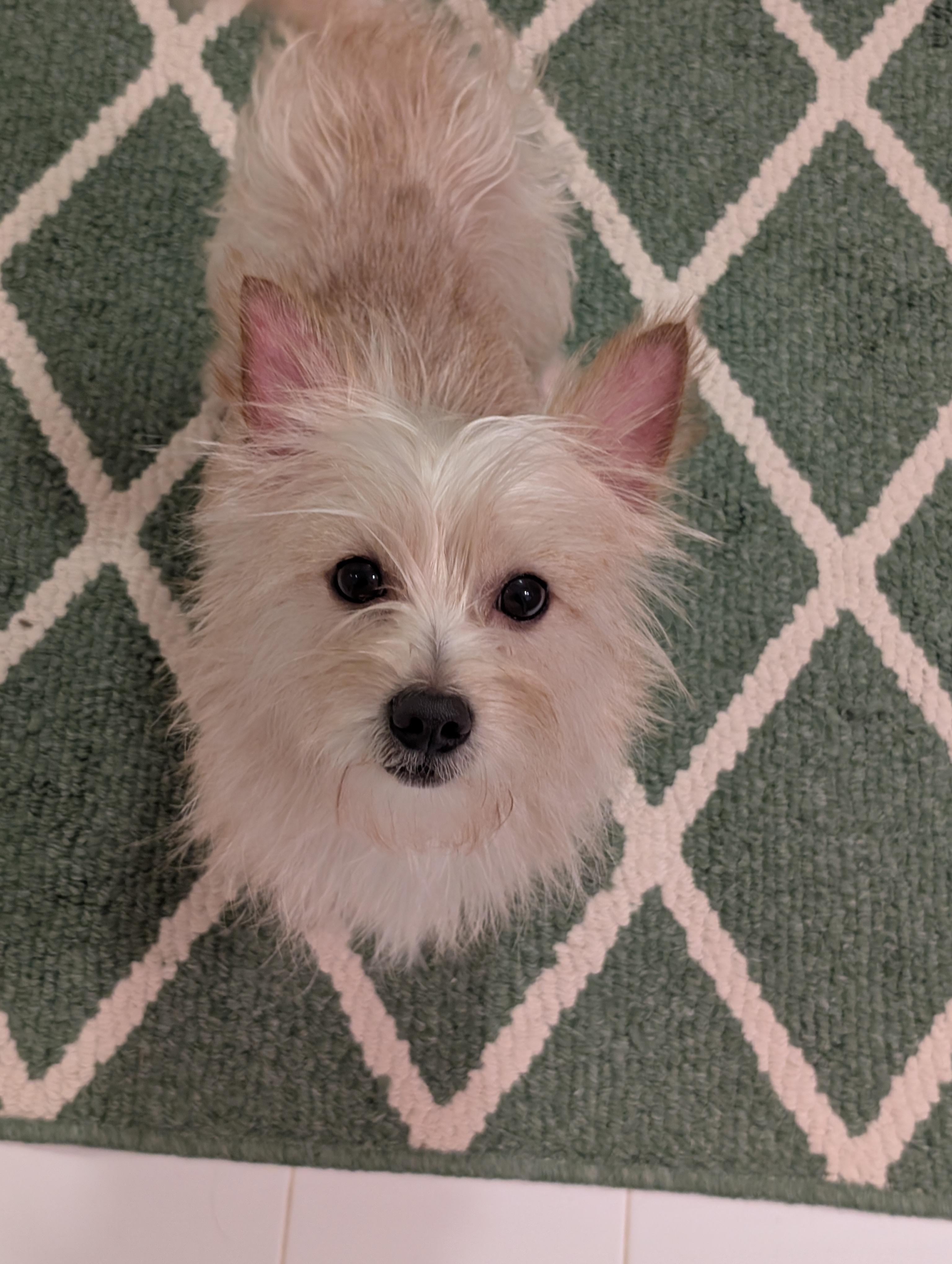 Enlarge Chip, a Adoptable mixed breed in Greensboro, NC image 6/6