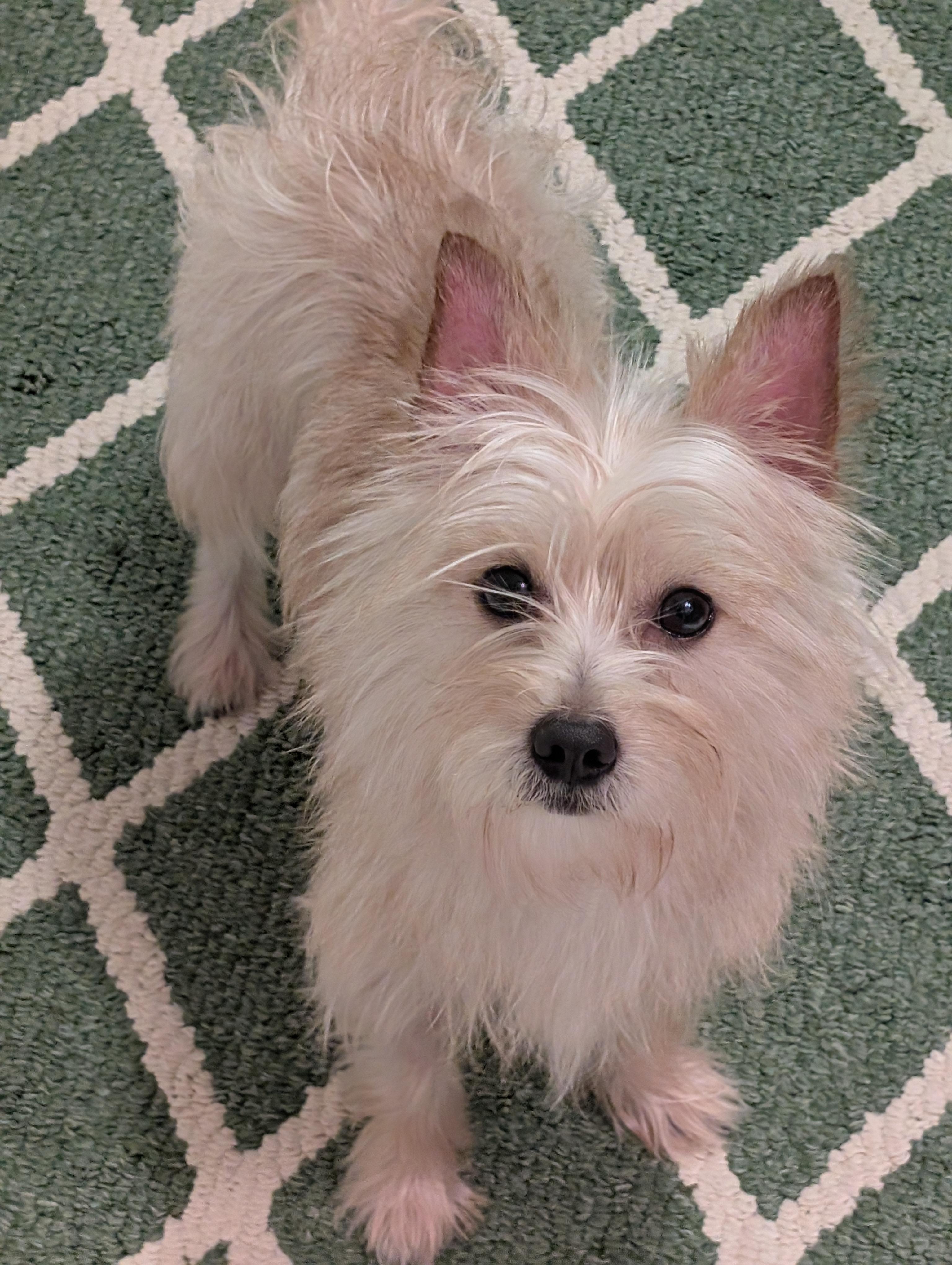 Enlarge Chip, a Adoptable mixed breed in Greensboro, NC image 2/6