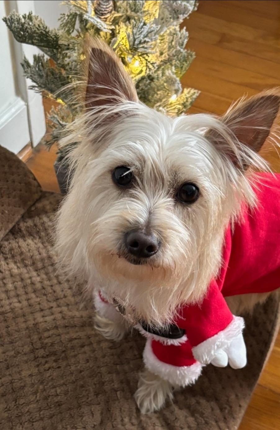 Enlarge Chip, a Adoptable mixed breed in Greensboro, NC image 3/6