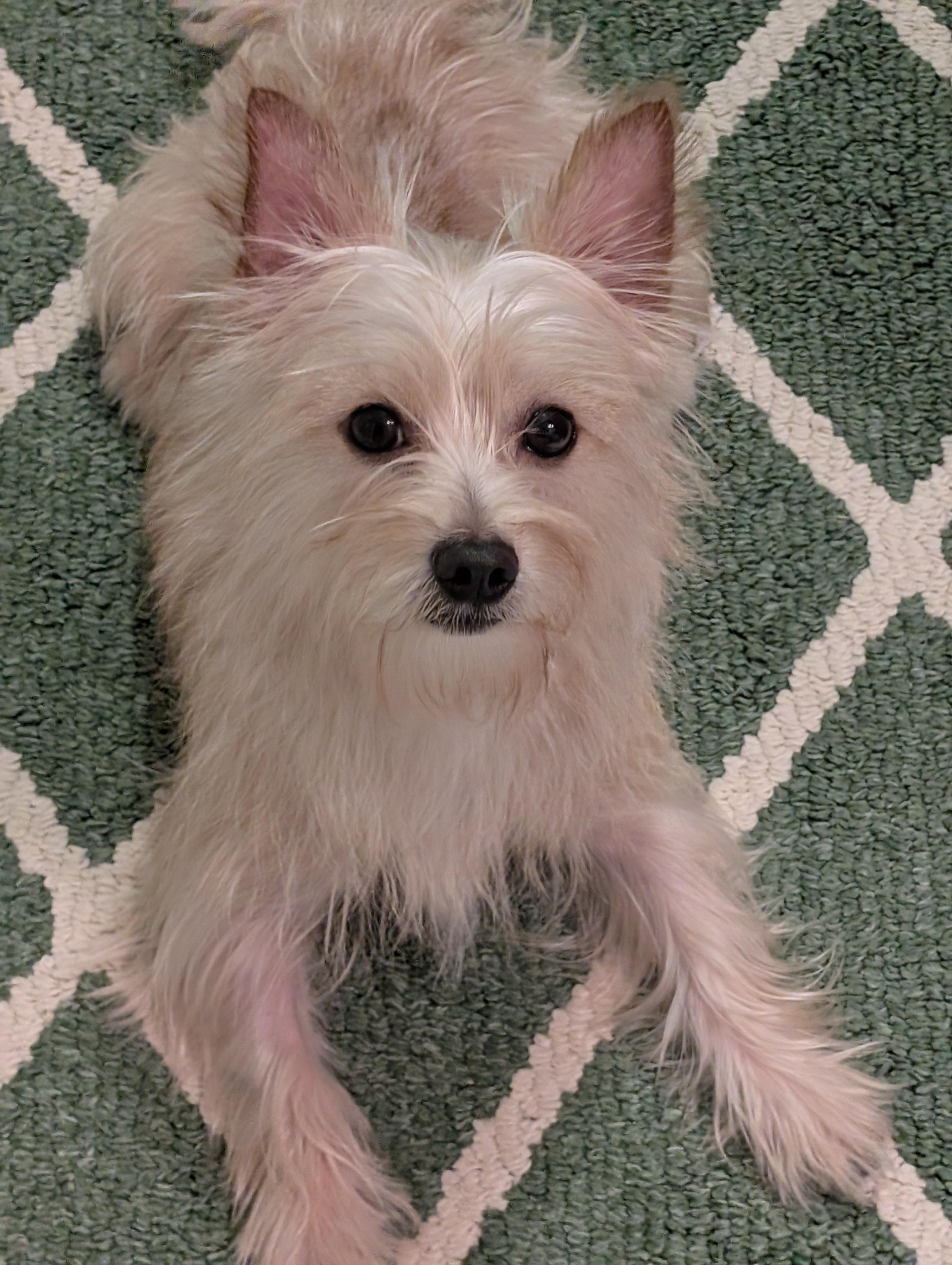 Enlarge Chip, a Adoptable mixed breed in Greensboro, NC image 4/6