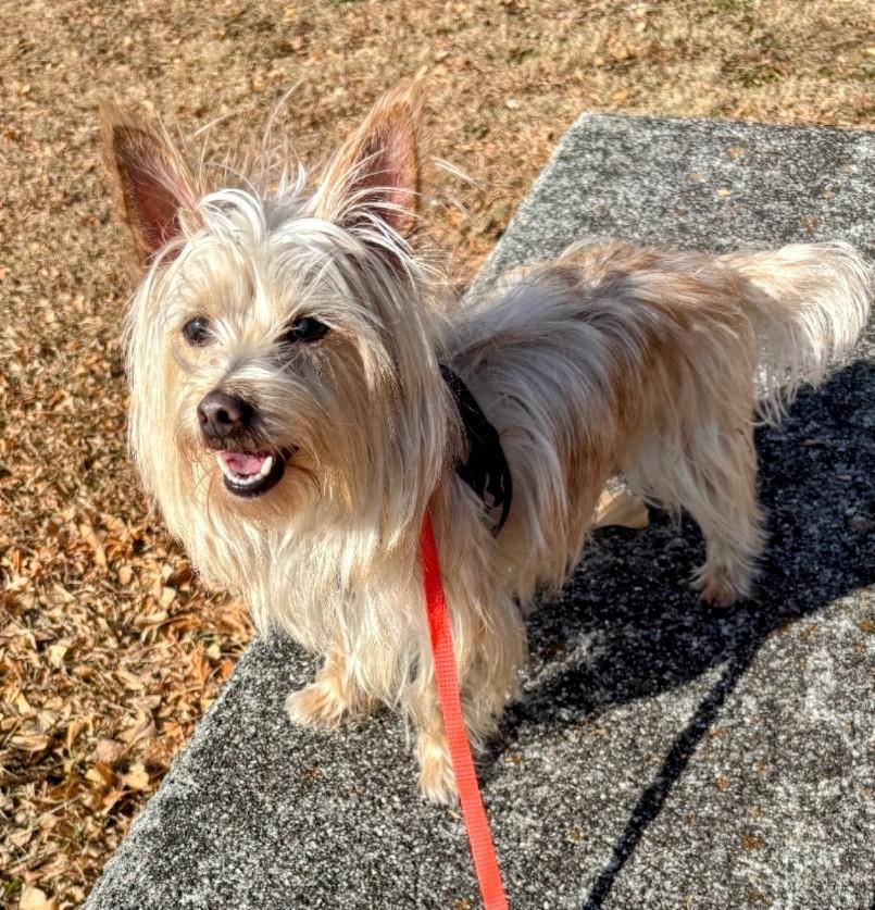 Enlarge Chip, a Adoptable mixed breed in Greensboro, NC image 1/6