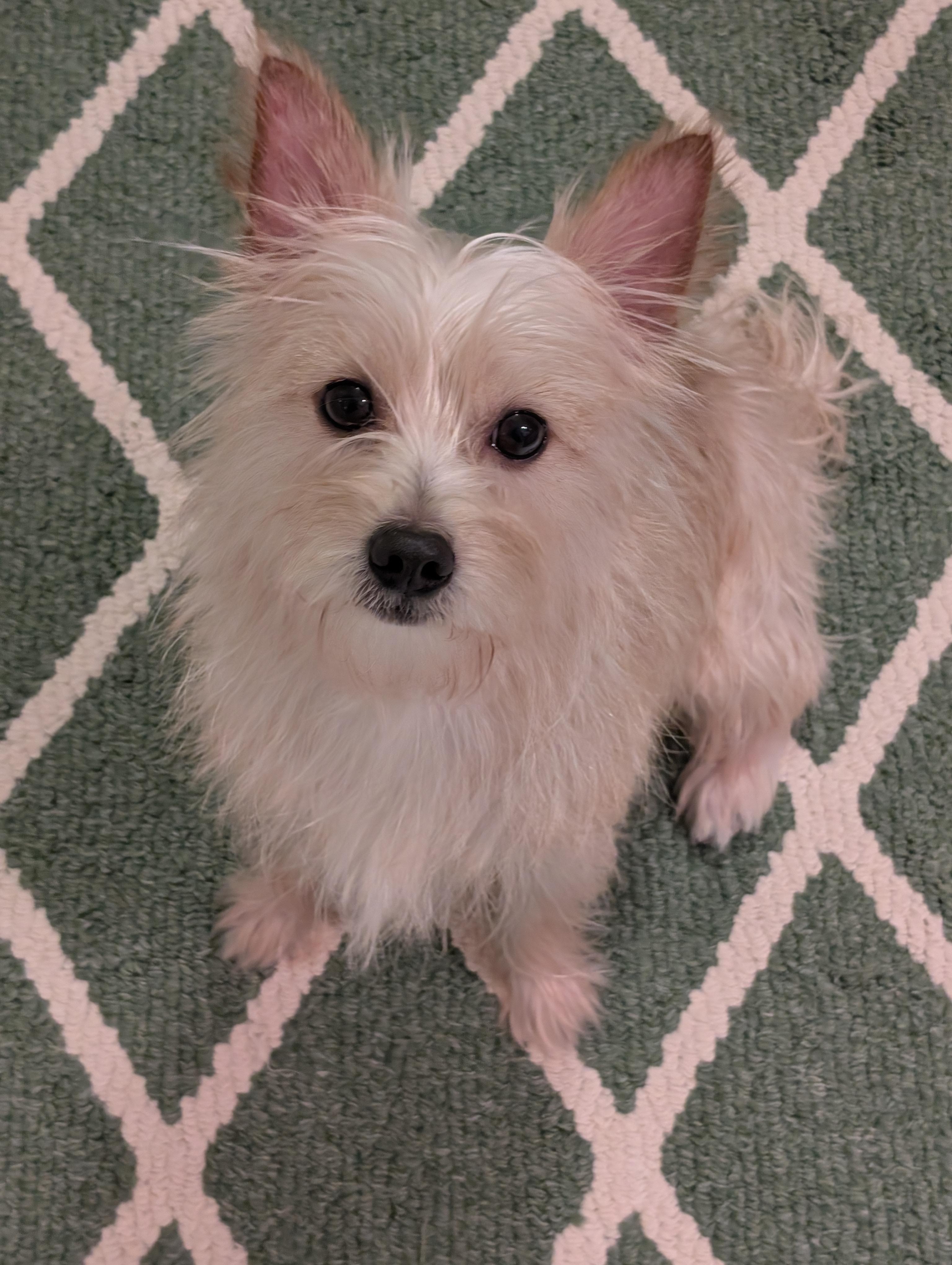 Enlarge Chip, a Adoptable mixed breed in Greensboro, NC image 5/6