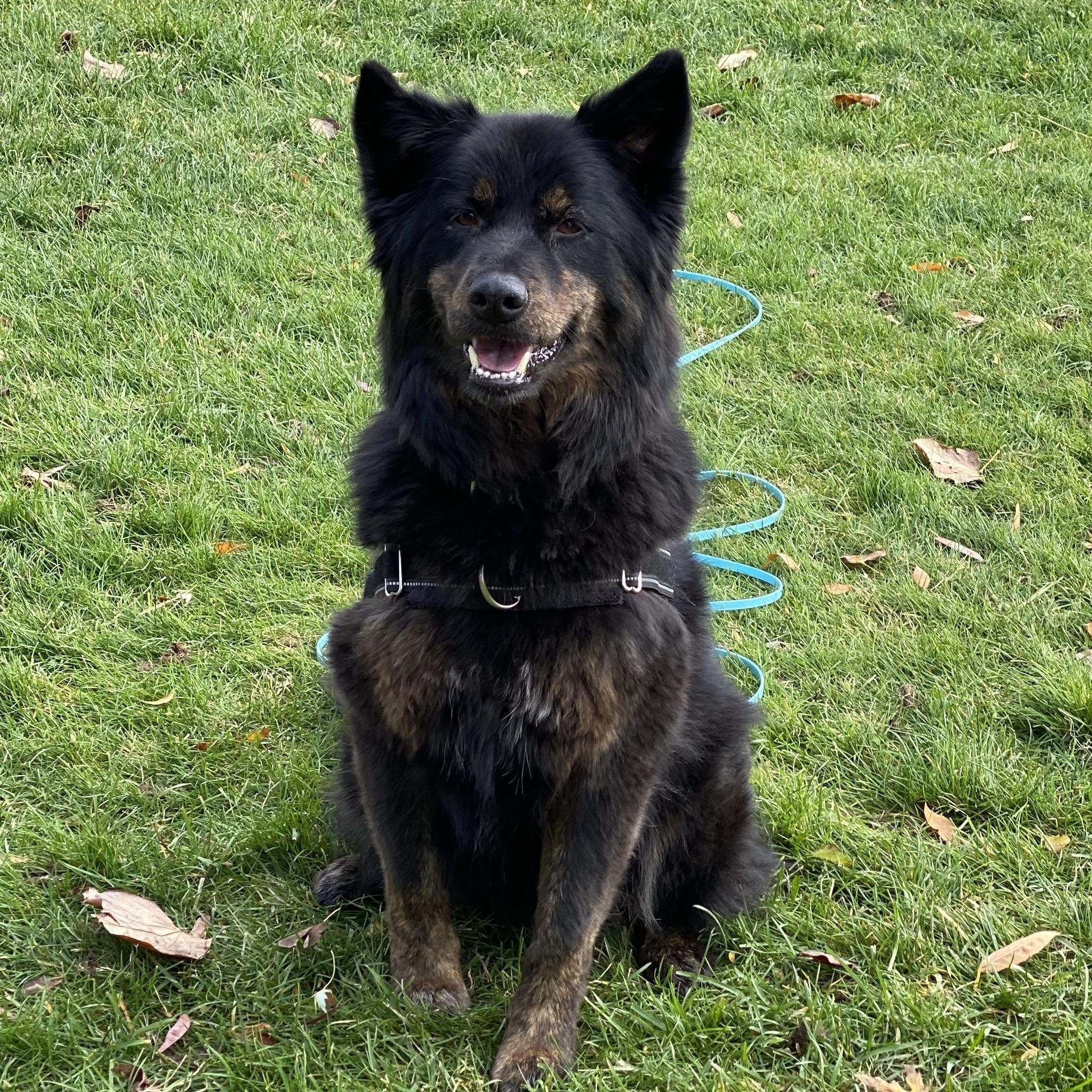 Poppy, a Adoptable Australian Shepherd in Pasco, WA image 1/6