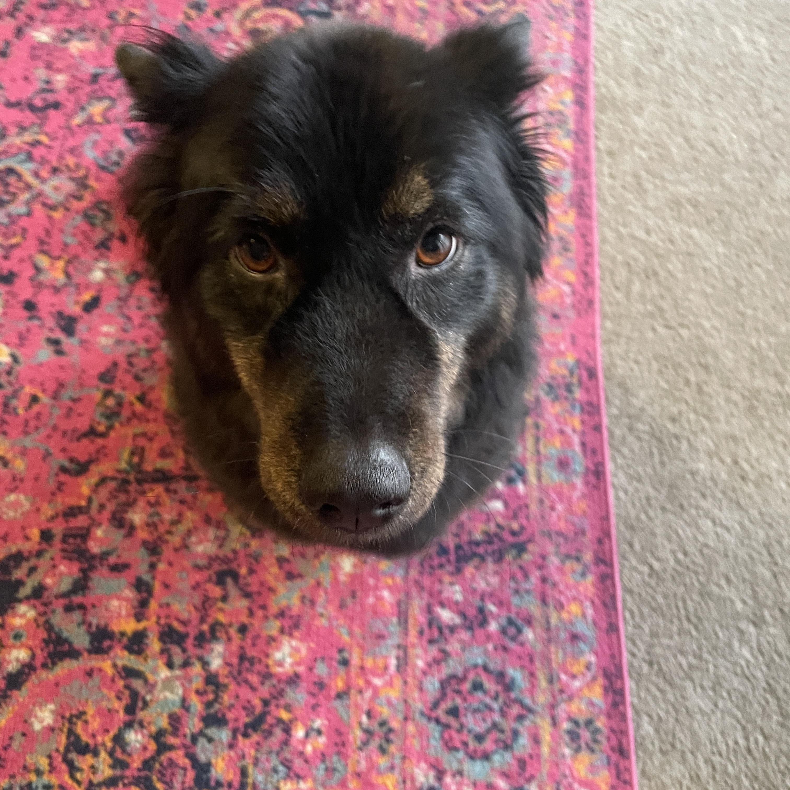 Poppy, a Adoptable Australian Shepherd in Pasco, WA image 2/6