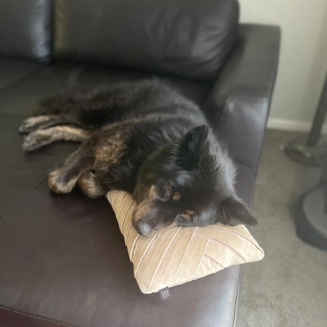 Poppy, a Adoptable Australian Shepherd in Pasco, WA image 3/6