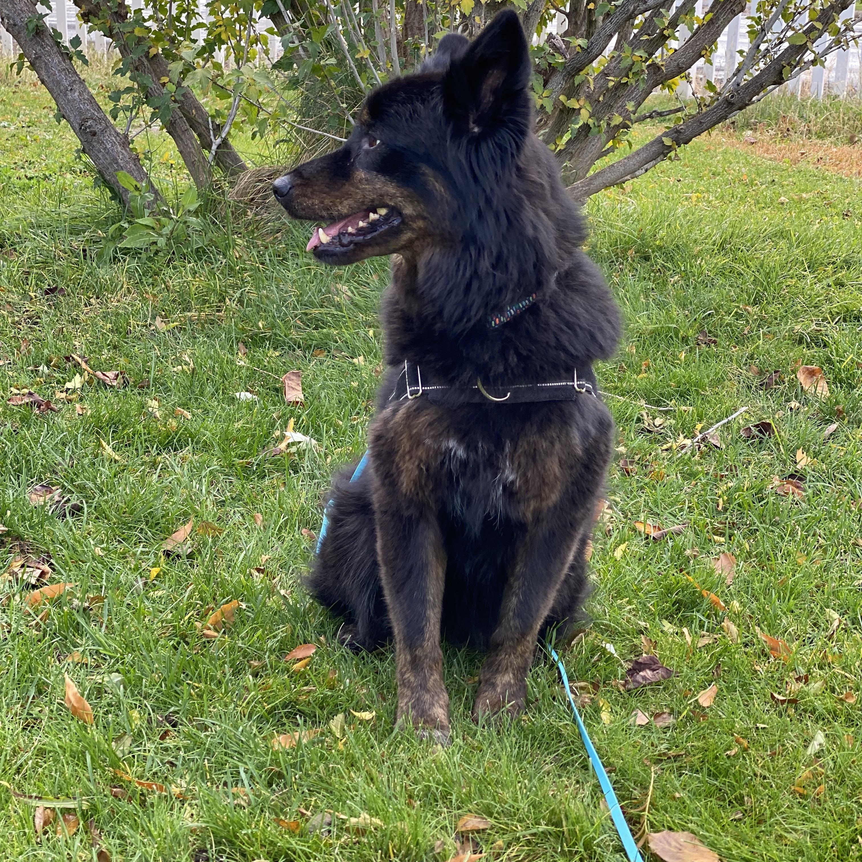 Poppy, a Adoptable Australian Shepherd in Pasco, WA image 4/6