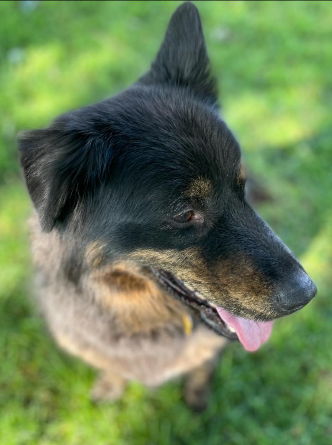 Poppy, a Adoptable Australian Shepherd in Pasco, WA image 5/6