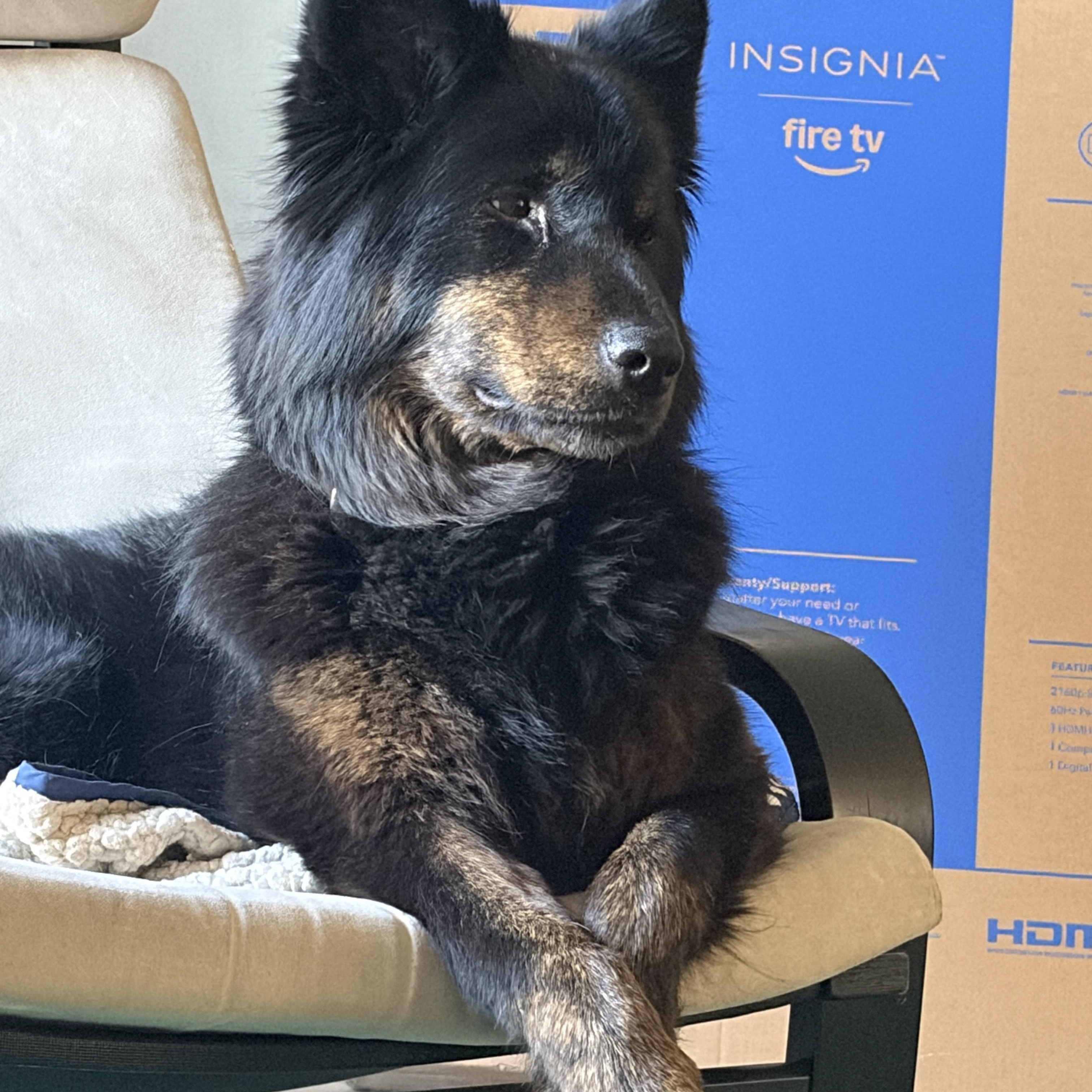 Poppy, a Adoptable Australian Shepherd in Pasco, WA image 6/6