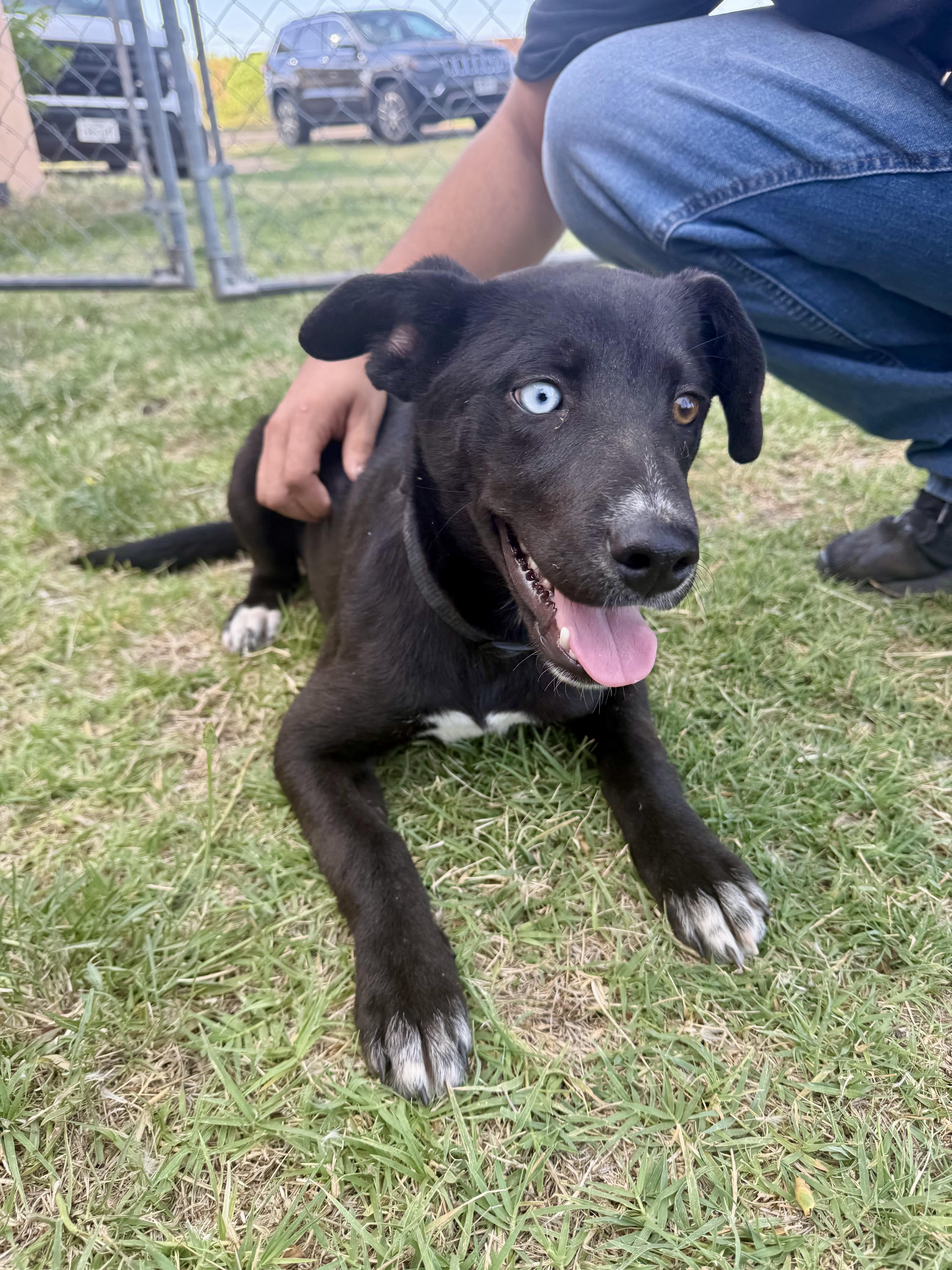 Layla, Adoptable, Puppy Female Labrador Retriever.