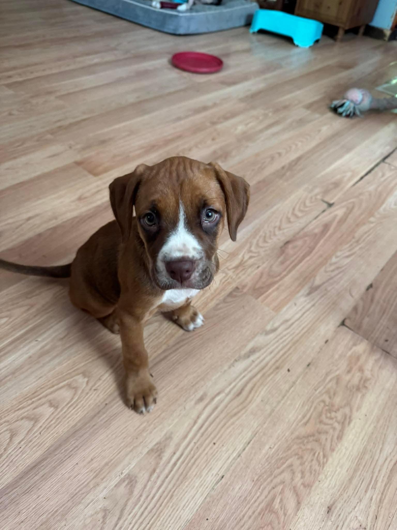 Enlarge Chevy, a ADOPTABLE mixed breed in Bethlehem, PA image 1/6