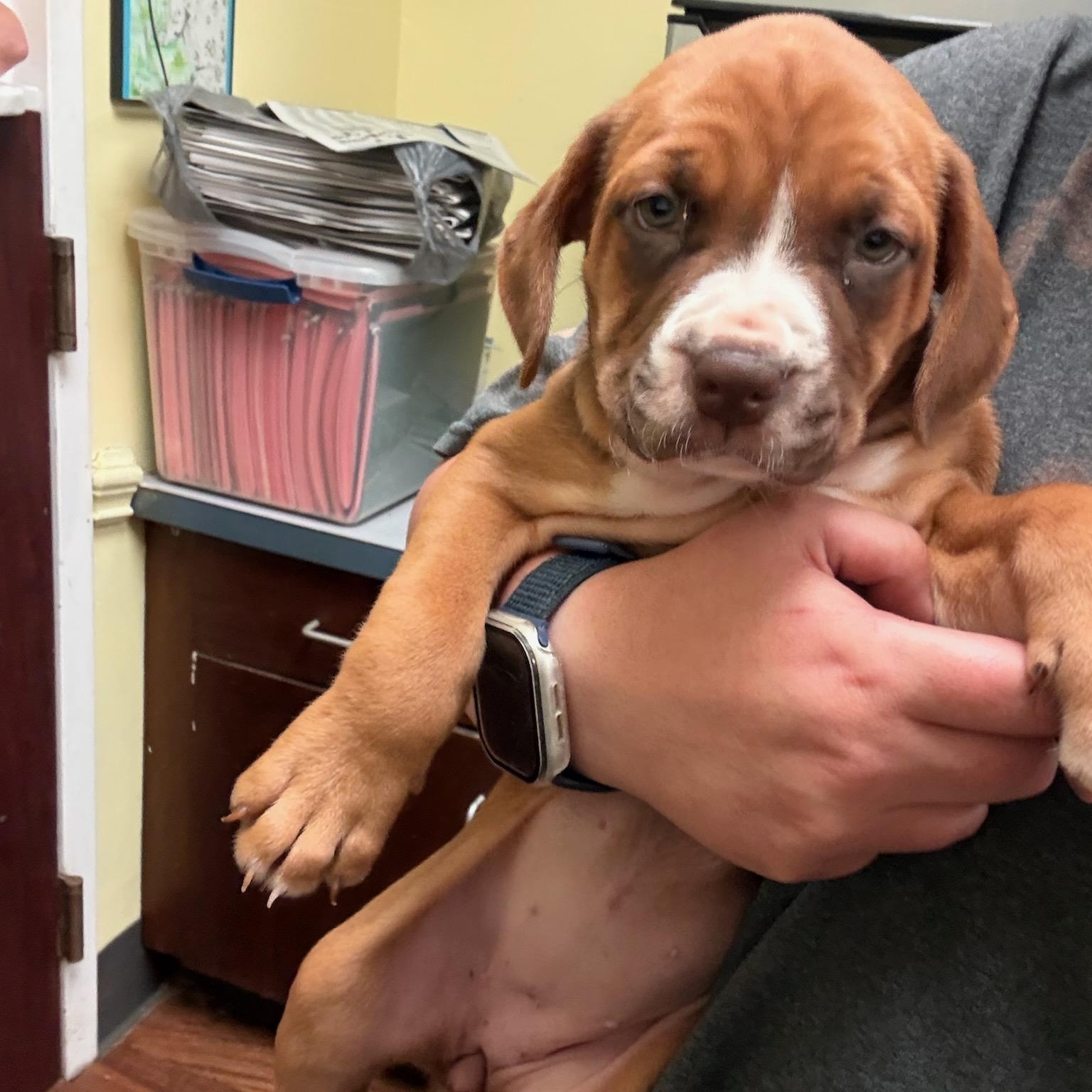 Enlarge Chevy, a ADOPTABLE mixed breed in Bethlehem, PA image 2/6