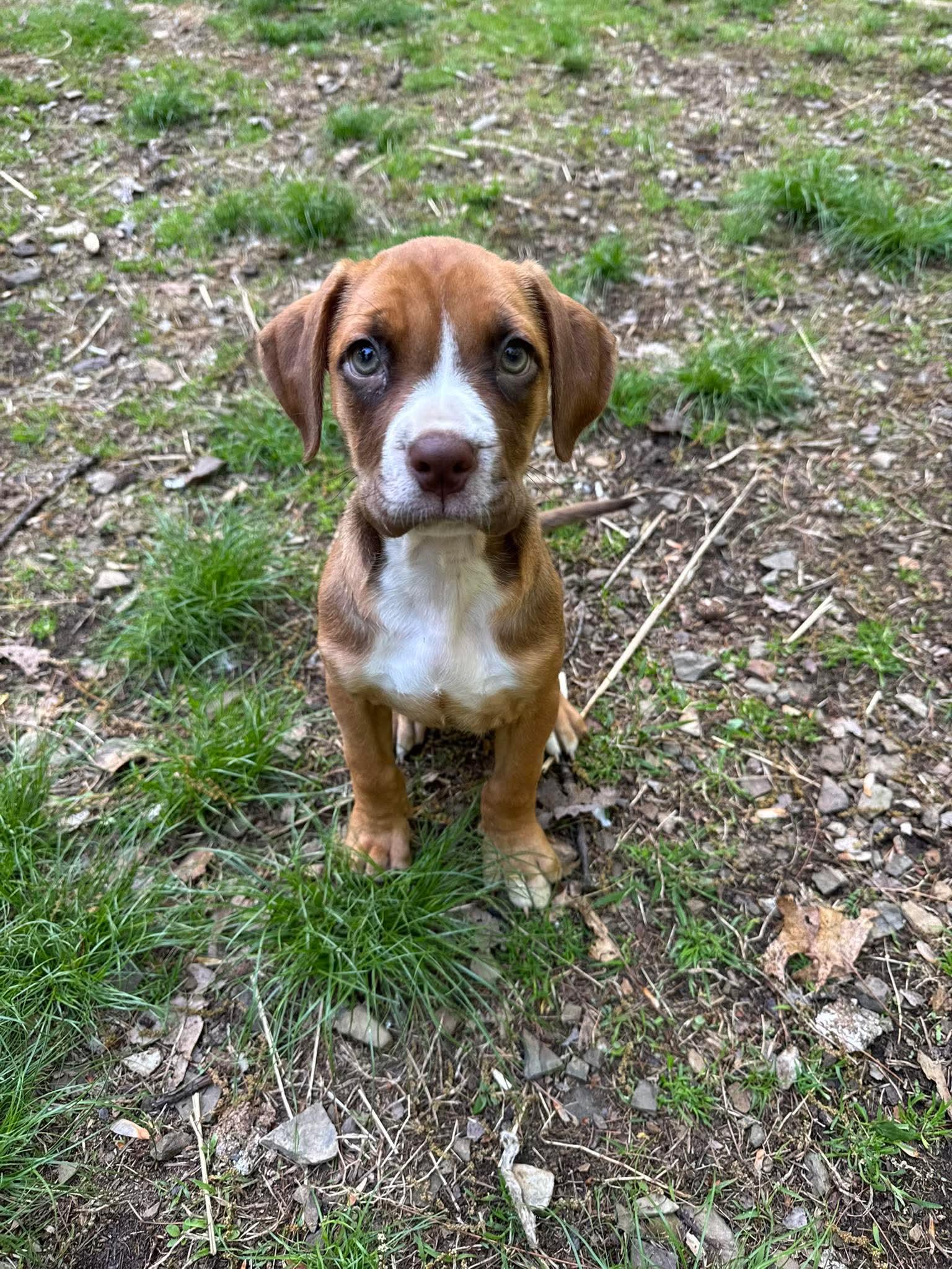 Enlarge Chevy, a ADOPTABLE mixed breed in Bethlehem, PA image 5/6